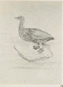 Image of Drawing of Goose